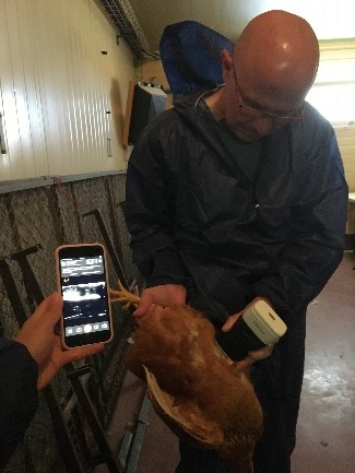 our team developed an original, on-farm indicator to evaluate pullet quality. This new method is based on the measurement of the pectoralis muscle (breast muscle) thickness using handheld ultrasonography 