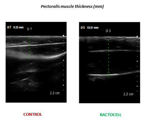 Measurement of pectoralis muscle thickness using portable ultrasonography on farm.