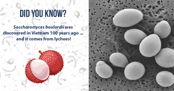 Saccharomyces boulardii was discovered in Vietnam 100 years ago… and it comes from lychees