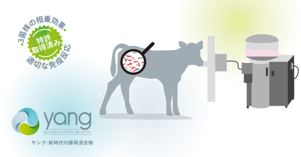代用乳への酵母混合物で新生子牛の適切な免疫を維持