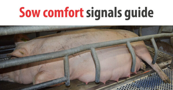 Sow comfort signals guide