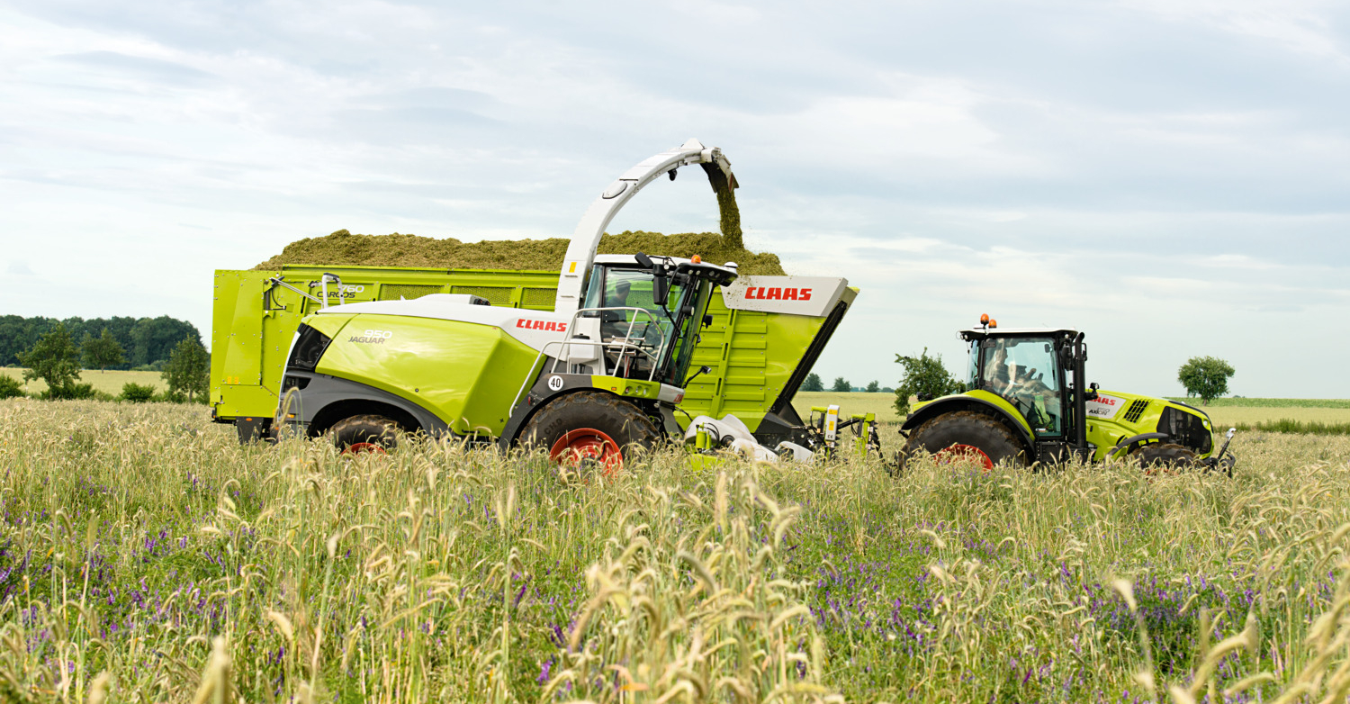 Three options for the best feed value from your cereal crop