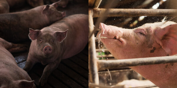 Heat stress in pigs: what are the risks, how to prevent it?