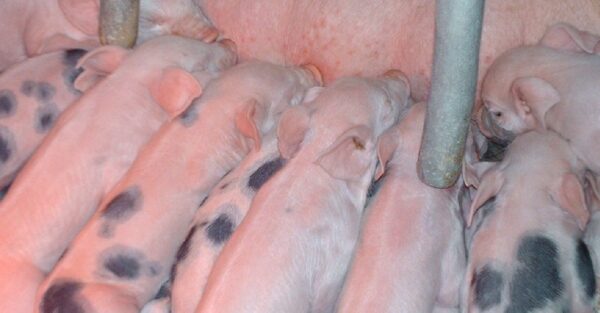 Maternal transfer is key to setting piglets up for future success 