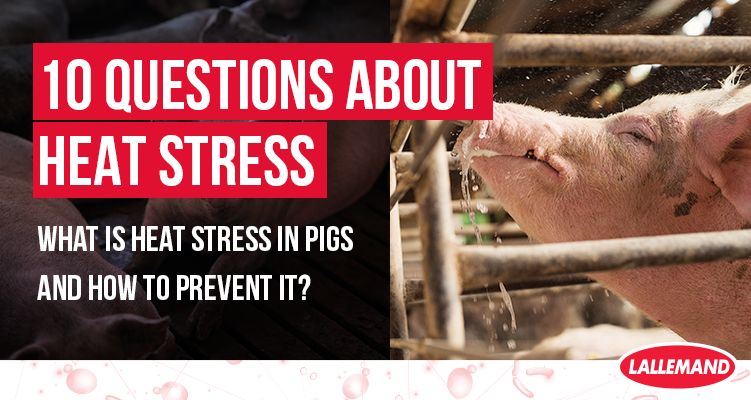 heat-stress-in-pigs-what-are-the-risks-how-to-prevent-it-lallemand