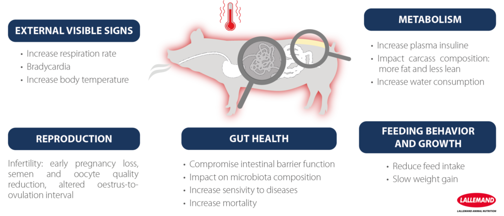 Heat stress in pigs: what are the risks, how to prevent it? | Lallemand ...