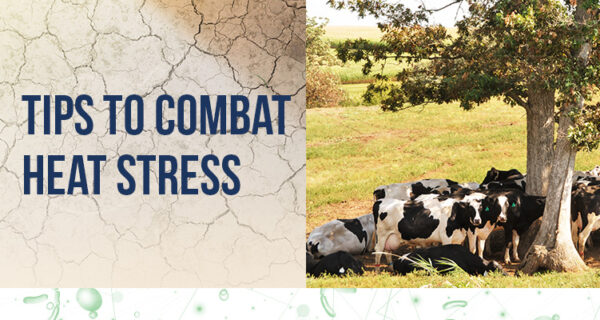 How to reduce heat stress in dairy cows 