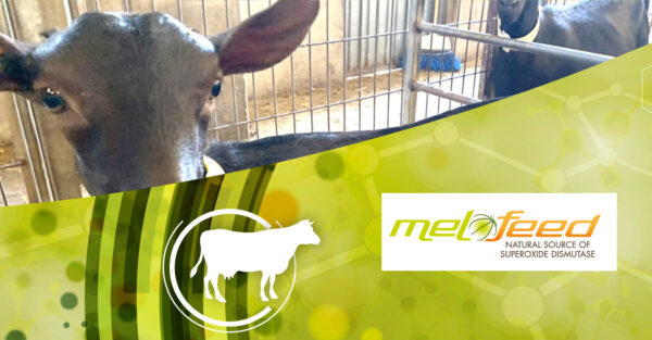 メロン抽出物の給与は、乳用ヤギの暑熱ストレスへの適応と乳質に貢献