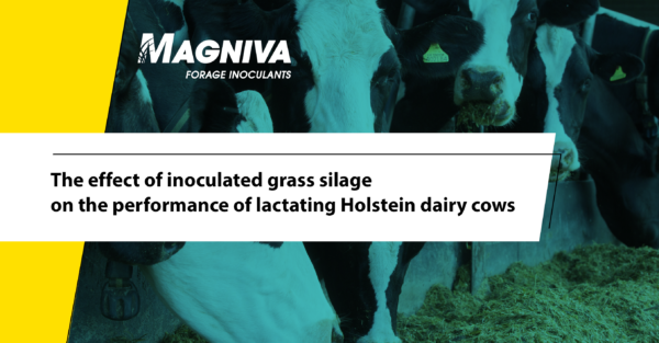Trial shows inoculated silage increases milk solids and litres sold