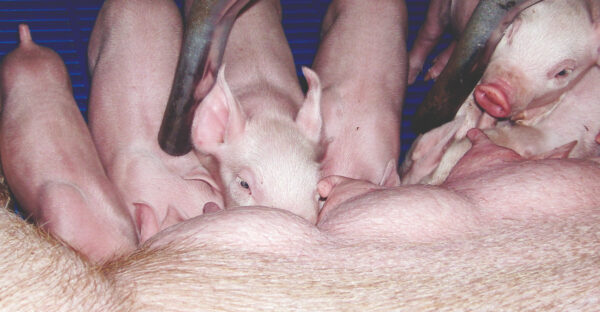 Maternal transfer sets piglets up for future success 