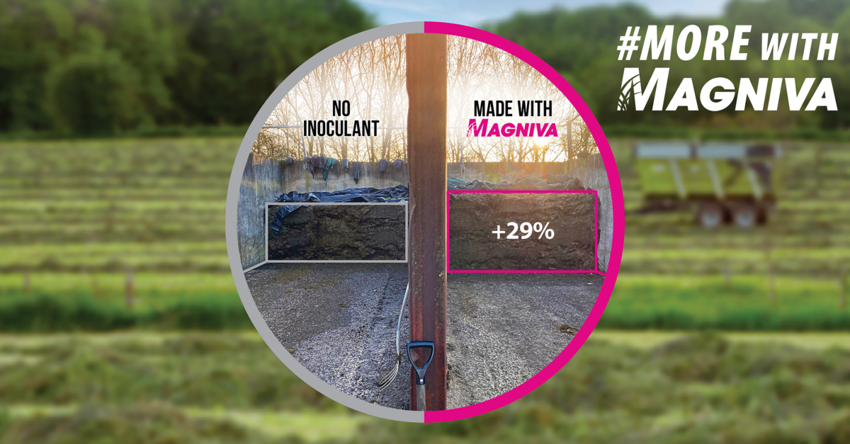 A side-by-side comparison of silage with and without the use of the Magniva Inoculant from the Reading University Trial 2024.