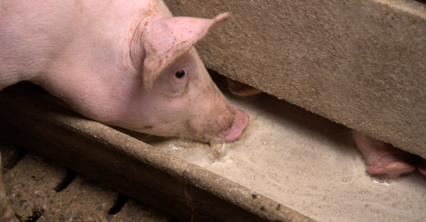Schweine: Wie gewährleistet man die Hygiene bei der Flüssigfütterung?