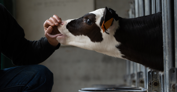 How can postbiotics support lower gut health in calves?