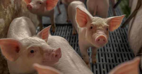 A unique microbiological approach to piglet management in the farrowing room