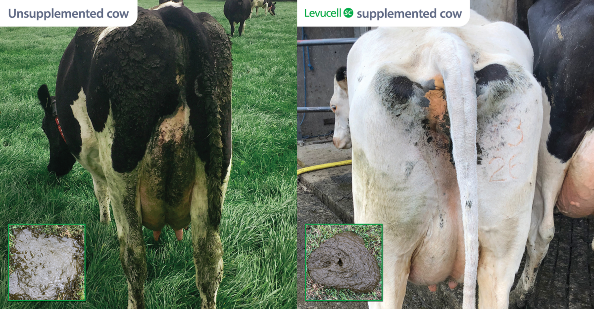 Side by side comparison of dairy cow's rumen function from Kevin Gleeson Grazing Trial 2019: one unsupplemented with patchy coat and loose manure, and one supplemented with Levucell SC showing a clean coat and firm manure.