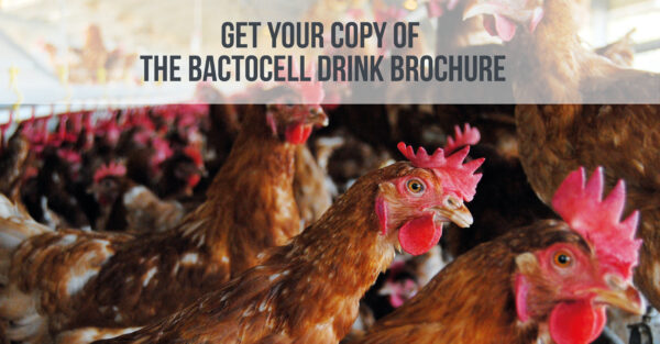 Bactocell Drink Brochure