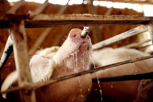 So verbessert probiotische Lebendhefe die Widerstandsfähigkeit von Schweinen gegenüber Hitzestress