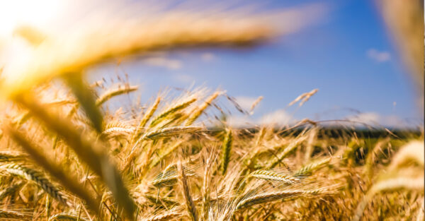 How to make the most of cereal crops