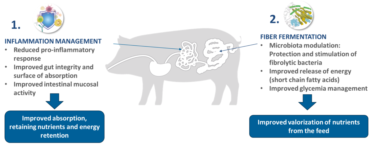 Optimizing Dairy Cow Digestion and Health