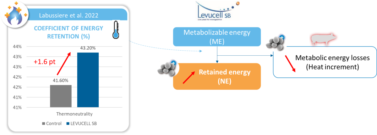 Energy Retention Comparison: Levucell SB vs. Control