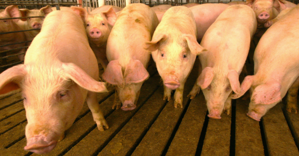 Empowering the gut efficiency of fattening pigs to optimize production costs with live yeast