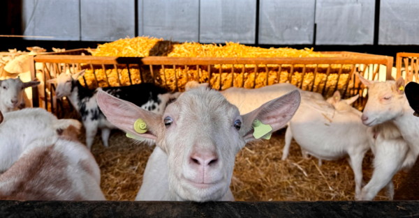 Enhancing sheep and goat farming through nutrition