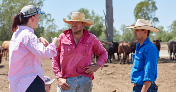 Silage-based feeding program enhances efficiency in Northern Beef Operation