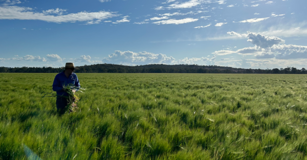 Spring silage is a favourable option for cereal crops