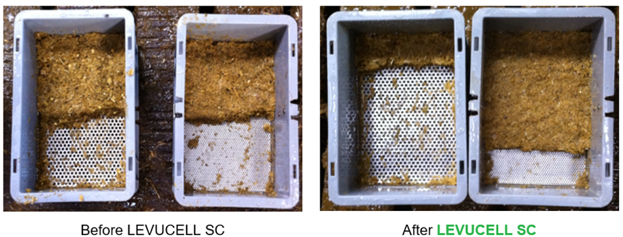 Dung samples before and after feeding Levucell SC in winter rations