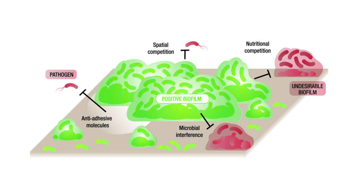 Exclusion of undesirable microorganisms by positive biofilms