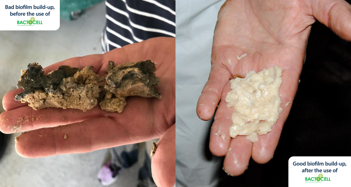 Comparison of biofilm build-up in feed systems: Left image shows dark, hardened biofilm before using Bactocell; right image displays lighted, softer biofilm after Bactocell treatment, demonstrating improved feed hygiene.