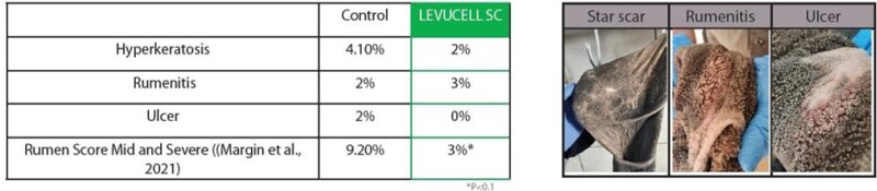 Boosting Feedlot Lamb Growth and Profitability Through Rumen ...