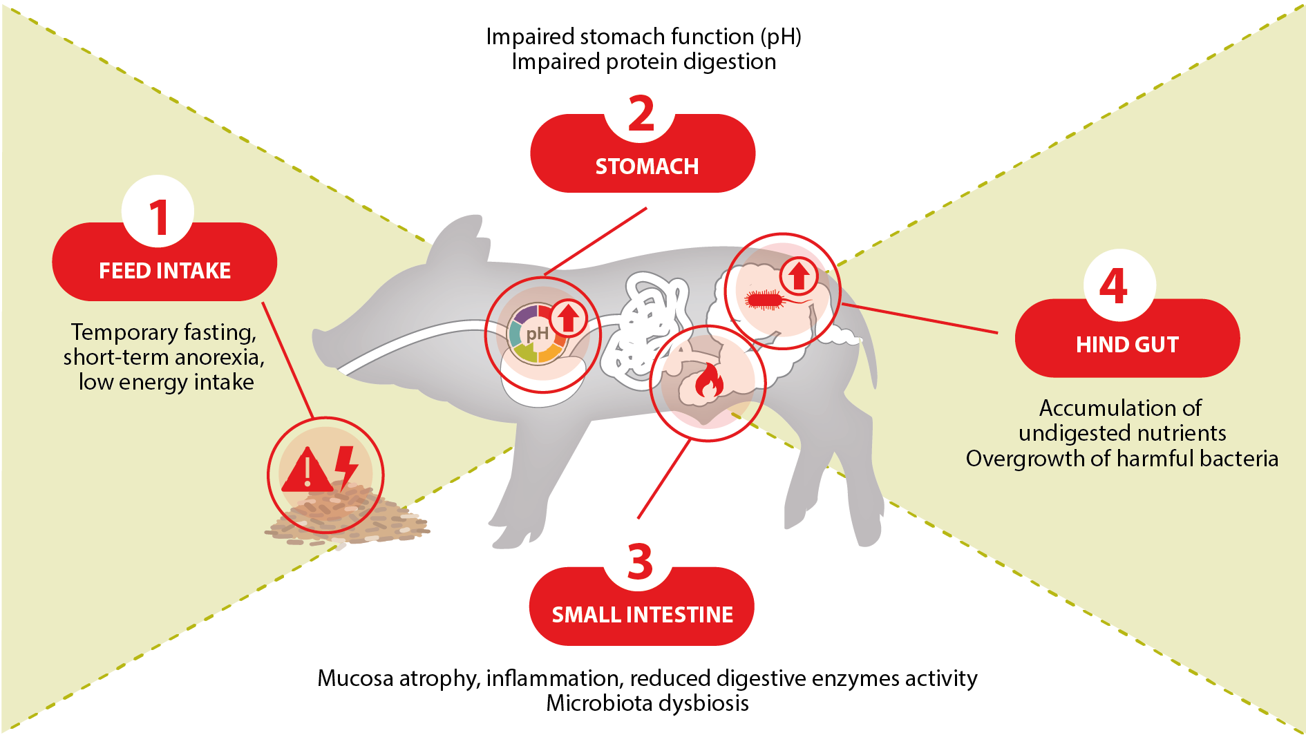 Piglet digestive physiological challenges around weaning