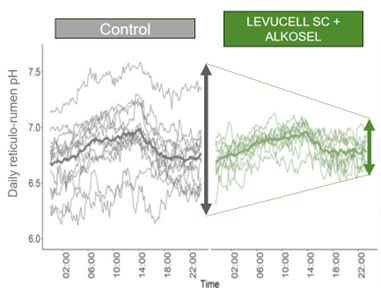 Daily Reticulorumen pH Fluctuation Over a 24h Period (D7 after arrival)