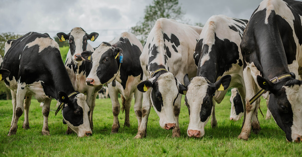 Ensure a smooth spring turnout for your dairy cows with expert nutrition and management strategies.