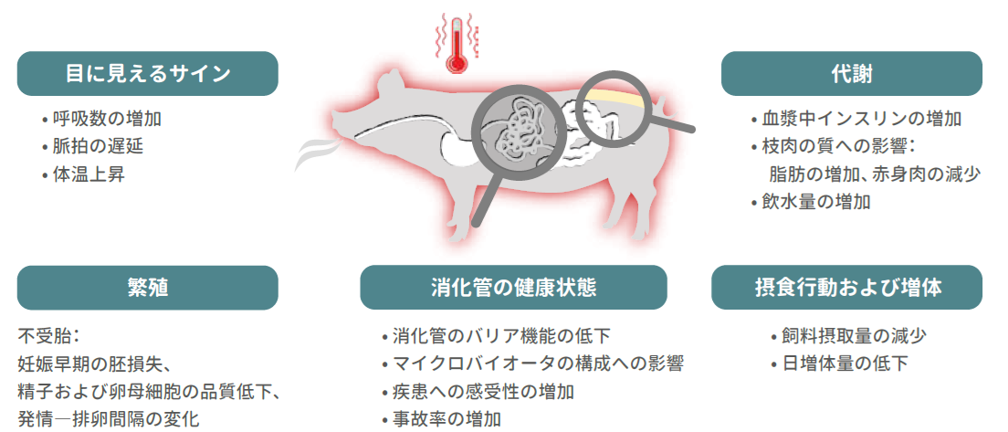 暑熱ストレスによる全身への影響