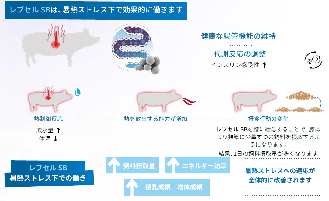 暑熱ストレス下における生きた酵母レブセルSBの働き